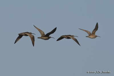 Whimbrel2584b.jpg
