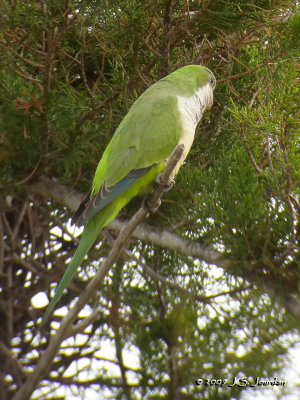 MonkParakeet7278b.jpg