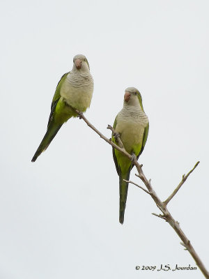 MonkParakeet7285b.jpg