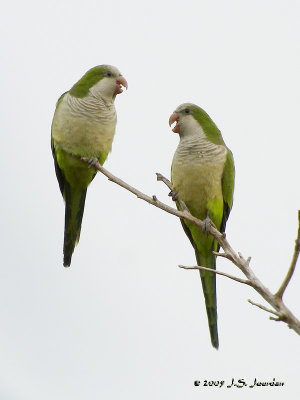 MonkParakeet7293b.jpg