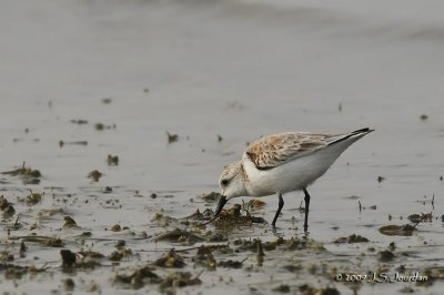 Sanderling8669b.jpg