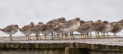 Shorebirds7384b.jpg