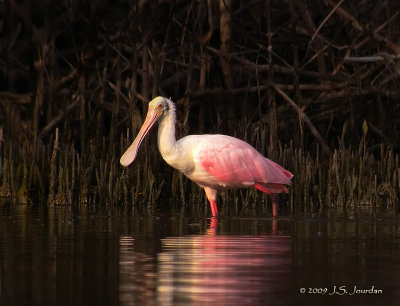 RoseateSpoonbill7499b.jpg