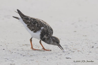 RuddyTurnstone9853b.jpg