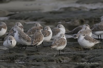 Sanderling0037b.jpg
