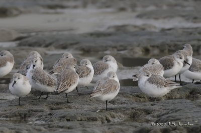 Sanderling0043b.jpg