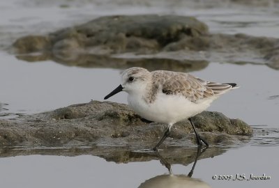 Sanderling0056b.jpg