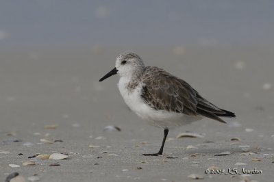 Sanderling0451b.jpg