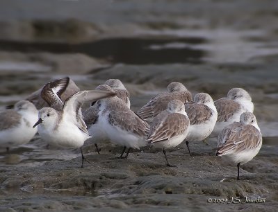 Sanderling7533b.jpg