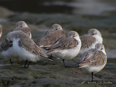 Sanderling7534b.jpg
