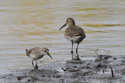 SemipalmatedSandpiper9763b.jpg