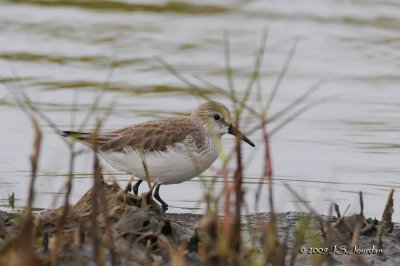 SemipalmatedSandpiper9787b.jpg