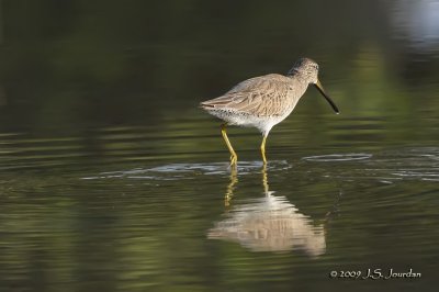 ShortbilledDowitcher9797b.jpg