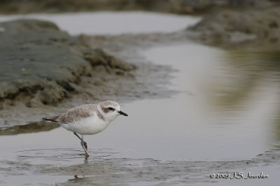 SnowyPlover0262b.jpg