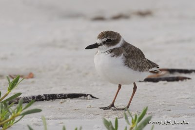 Wilson's Plover