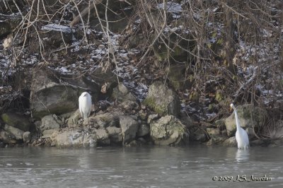 GreatEgret1251b.jpg