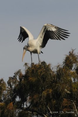 WoodStork1776b.jpg