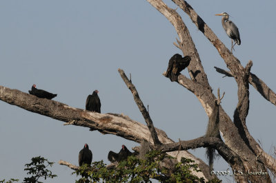 TurkeyVulture1963b.jpg