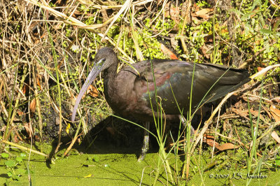 GlossyIbis2294b.jpg