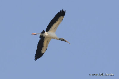 WoodStork2457b.jpg