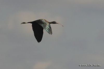 GlossyIbis2963b.jpg