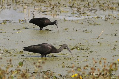 GlossyIbis3017b.jpg