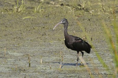 GlossyIbis3037b.jpg