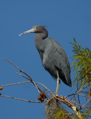 LittleBlueHeron7826b.jpg