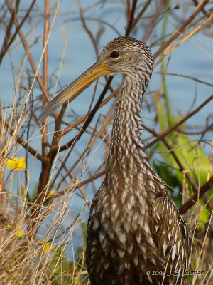 Limpkin7872b.jpg