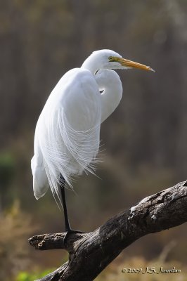 GreatEgret4455b.jpg