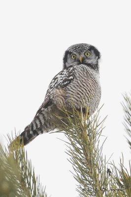 Northern Hawk Owl