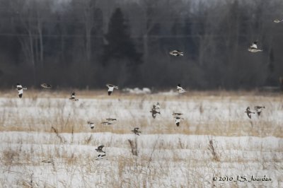 SnowBunting5942b.jpg