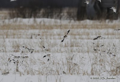 SnowBunting6018b.jpg