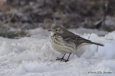 AmericanPipit7370b.jpg