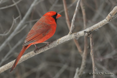 NorthernCardinal8308b.jpg