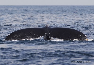 HumpbackWhale9595b.jpg