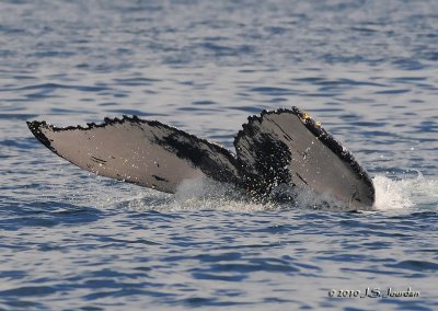 HumpbackWhale9678b.jpg