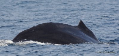 HumpbackWhale9797b.jpg