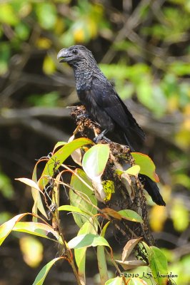 Smooth-billed Ani