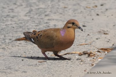 Zenaida Dove