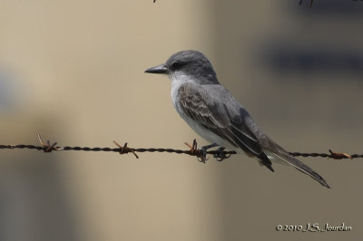 GrayKingbird0440b.jpg