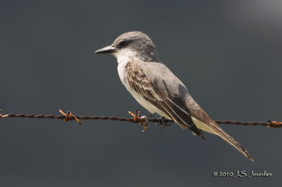 GrayKingbird0454b.jpg