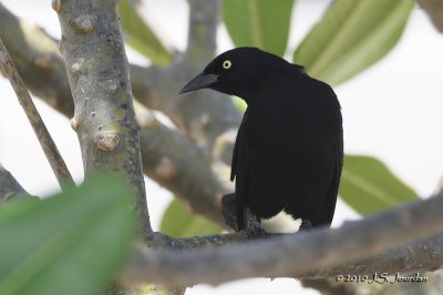 Carib Grackle