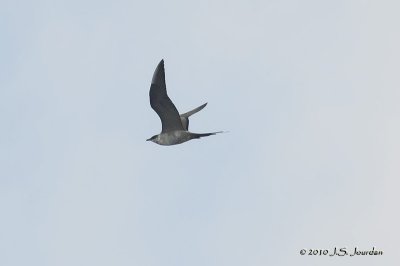 Parasitic Jaeger