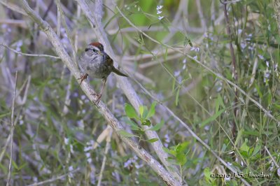SwampSparrow2797b.jpg