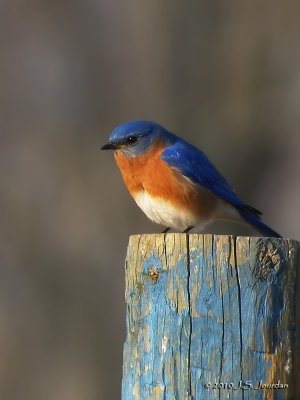 EasternBluebird8897b.jpg