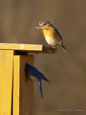 EasternBluebird8899b.jpg