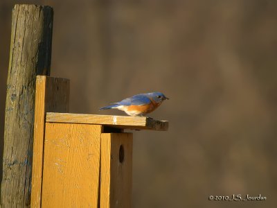 EasternBluebird8913b.jpg