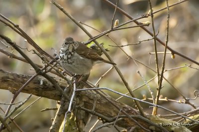 HermitThrush3725b.jpg