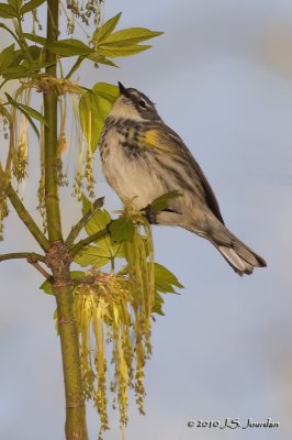 YellowrumpedWarbler3795b.jpg